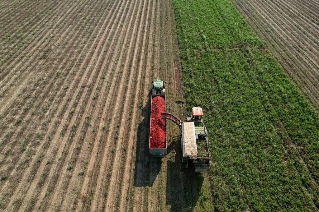 Tomato harvester loading truck on a sunny summer day